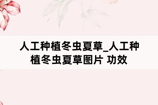 人工种植冬虫夏草_人工种植冬虫夏草图片 功效
